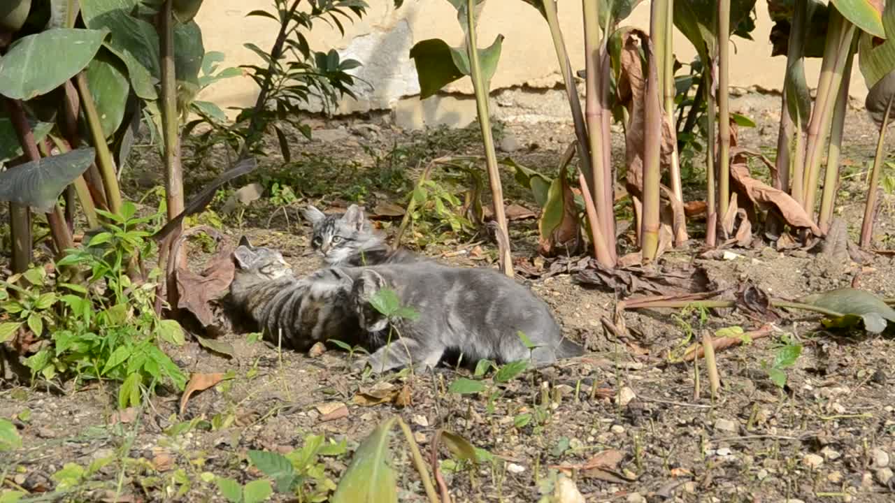 Stock Video Kittens Playing In A Garden Animated Wallpaper - Free Download