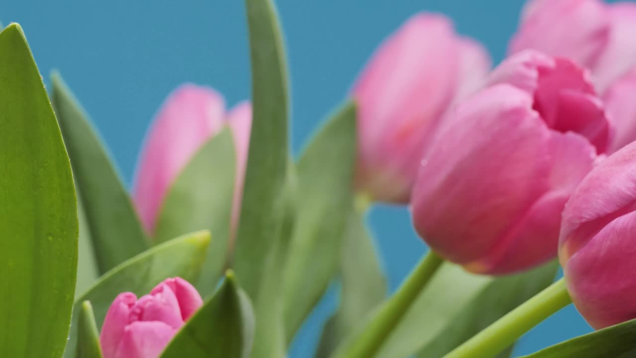 Free Stock Video Tulips In A Close Up Shot Live Wallpaper - Free Download