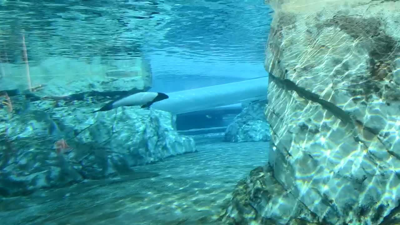 Stock Video Dolphin Swimming In A Tank Live Wallpaper For PC - Free Download