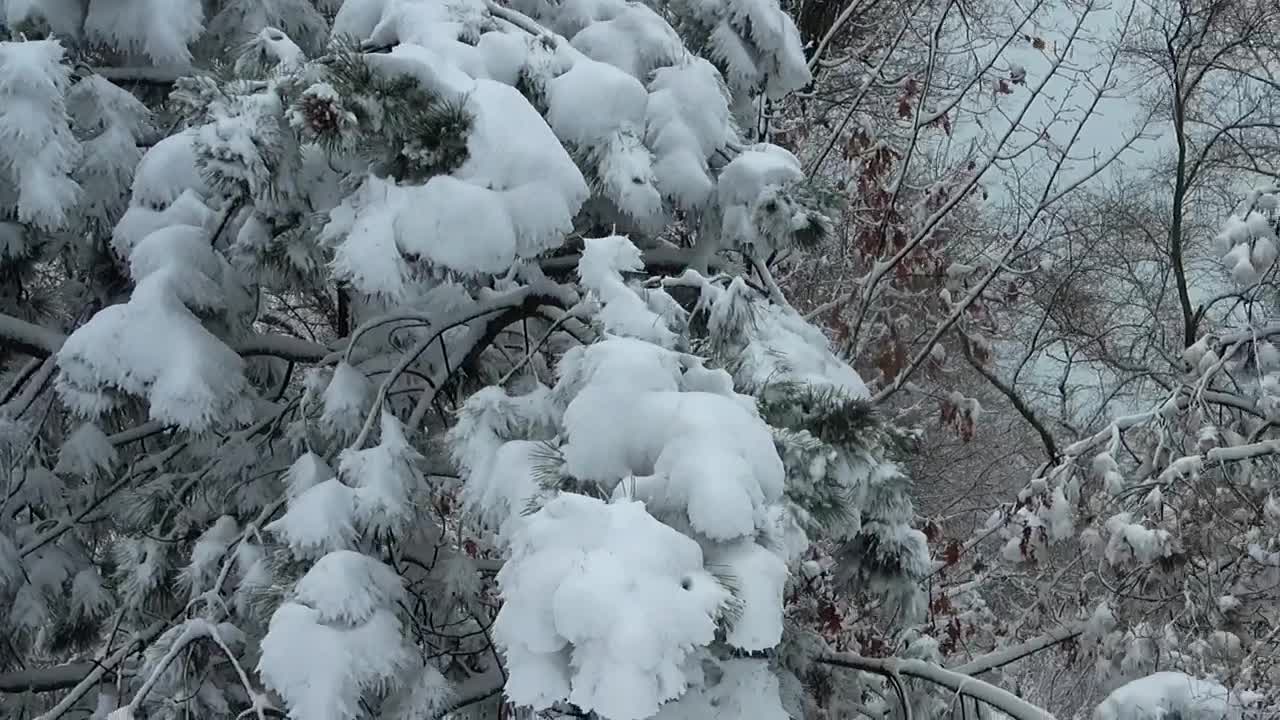 Stock Video Heavy Snow On Tree Branches Animated Wallpaper - Free Download