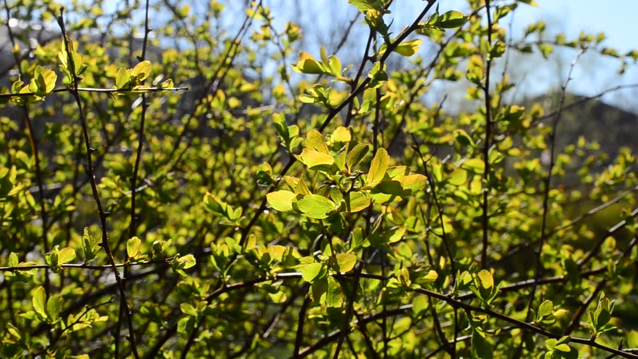 Stock Video Leaves In A Gentle Wind Animated Wallpaper - Free Download