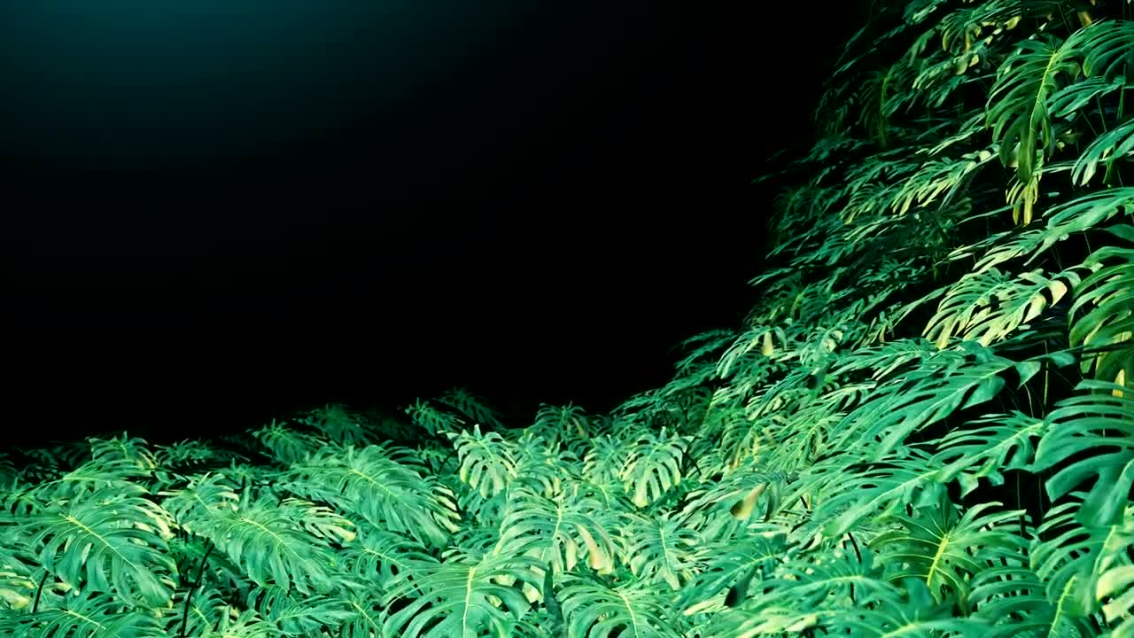 Free Video Stock swiss cheese plant leaves on dark background Live Wallpaper - Free Download