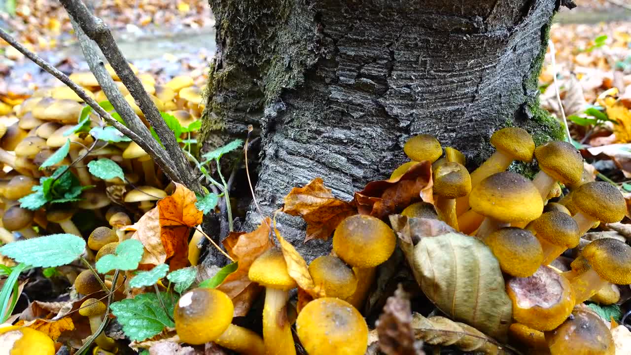 Stock Video Fungus Growing Around A Tree Live Wallpaper For PC - Free Download