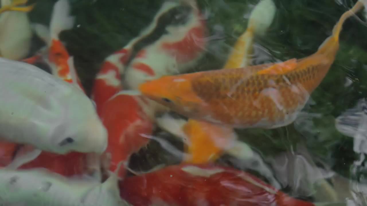 Stock Video Koi In A Fishing Pond Animated Wallpaper - Free Download