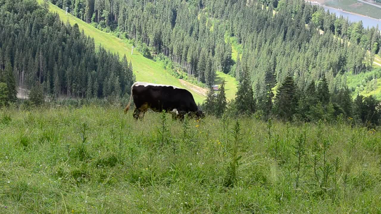 Stock Video Cow Feeding In The Hills Live Wallpaper For PC - Free Download
