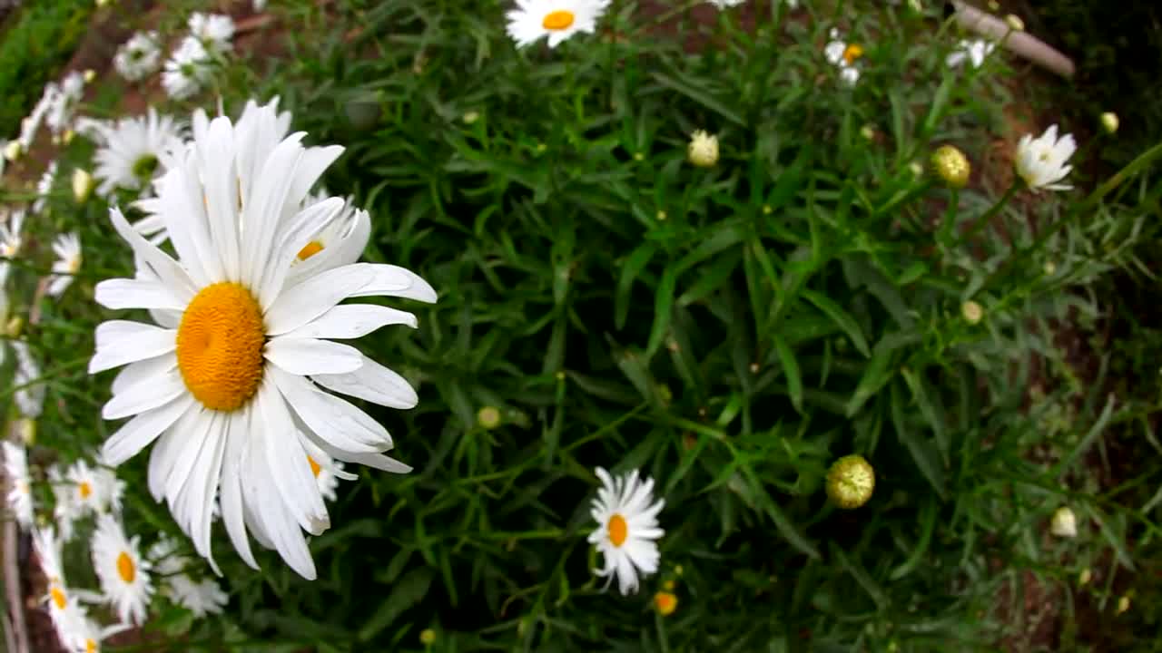 Video Stock Chamomile Flowers In The Garden Live Wallpaper For PC - Free Download