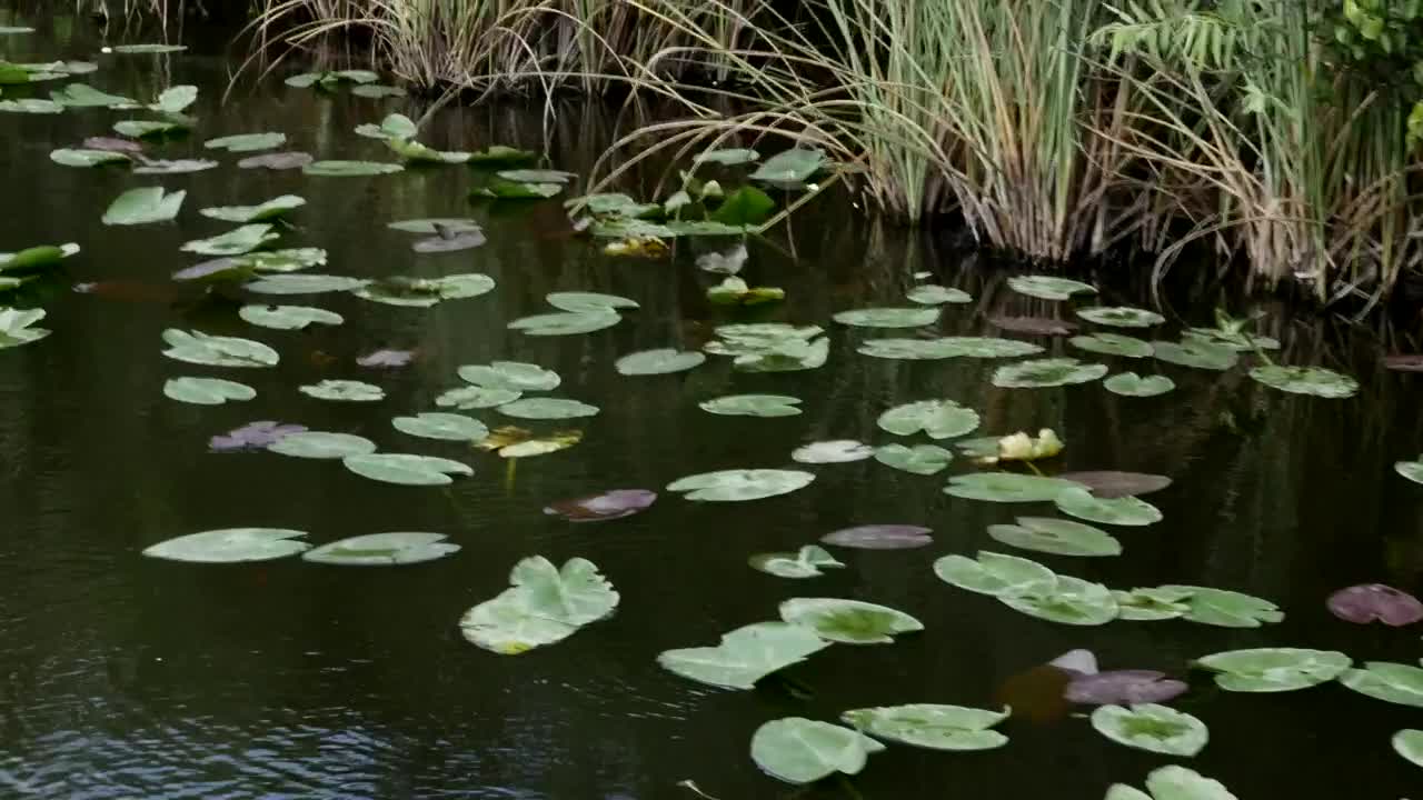 Free Video Stock swamp with floating leaves Live Wallpaper - Free Download