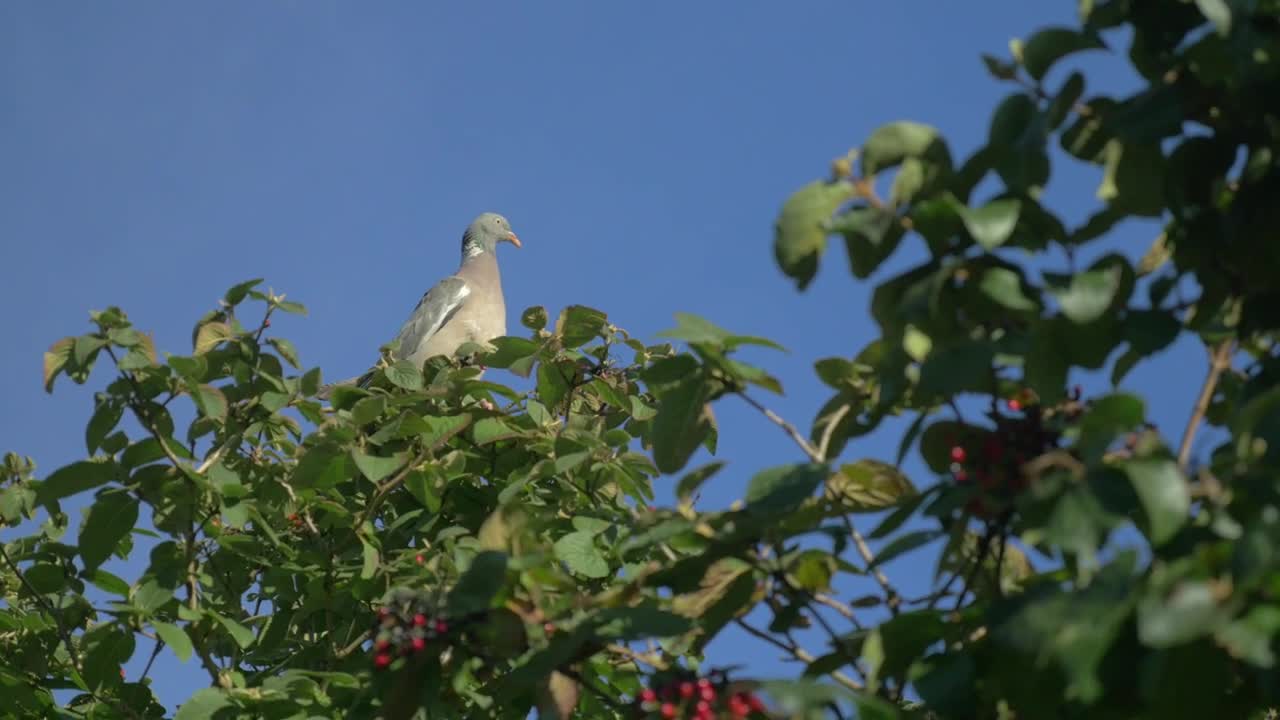 Video Stock Pigeon High Up A Tree Live Wallpaper Free - Free Download