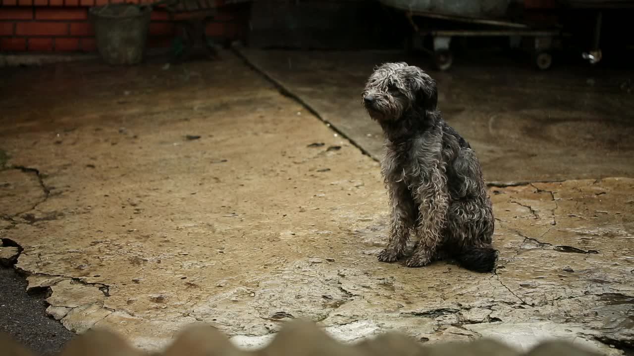 Free Stock Video Sad Hungry Dog Getting Wet In The Rain Live Wallpaper - Free Download