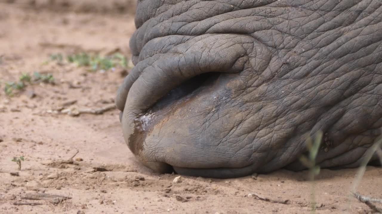 Video Stock Close Up From A Breathing Rhino Nose Live Wallpaper For PC - Free Download