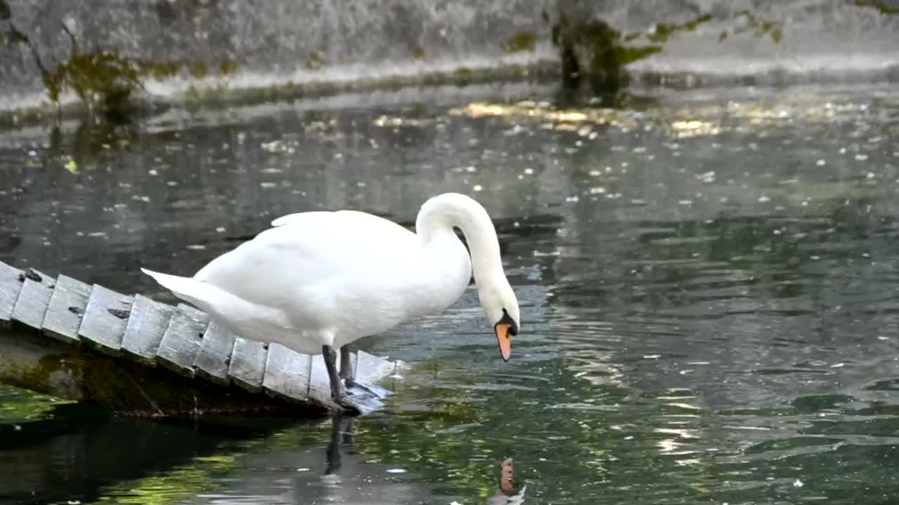 Free Video Stock swan in an artificial pond Live Wallpaper - Free Download