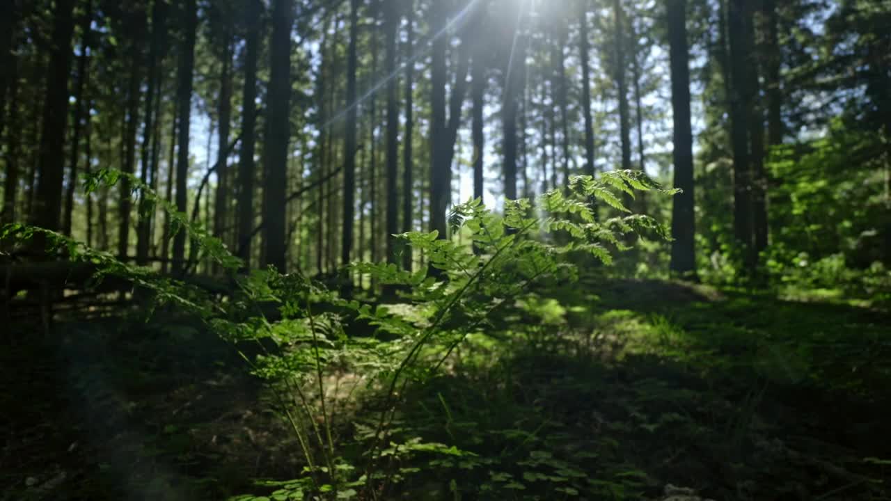 Stock Video Ferns In The Sunlight Live Wallpaper For PC - Free Download