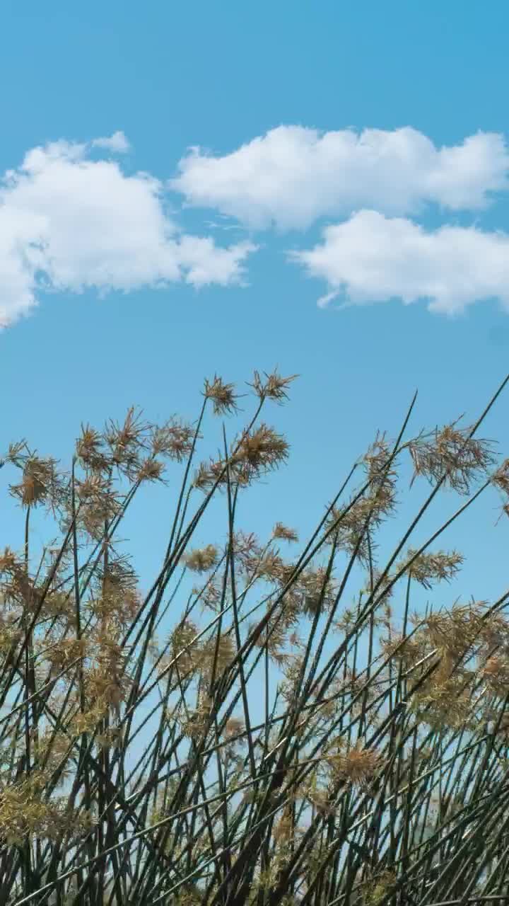 Stock Footage Weeds Waving In The Breeze Live Wallpaper - Free Download