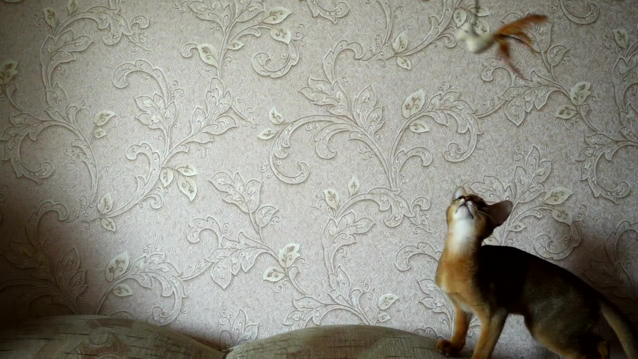 Stock Video Kitten Playing In The Couch Animated Wallpaper - Free Download