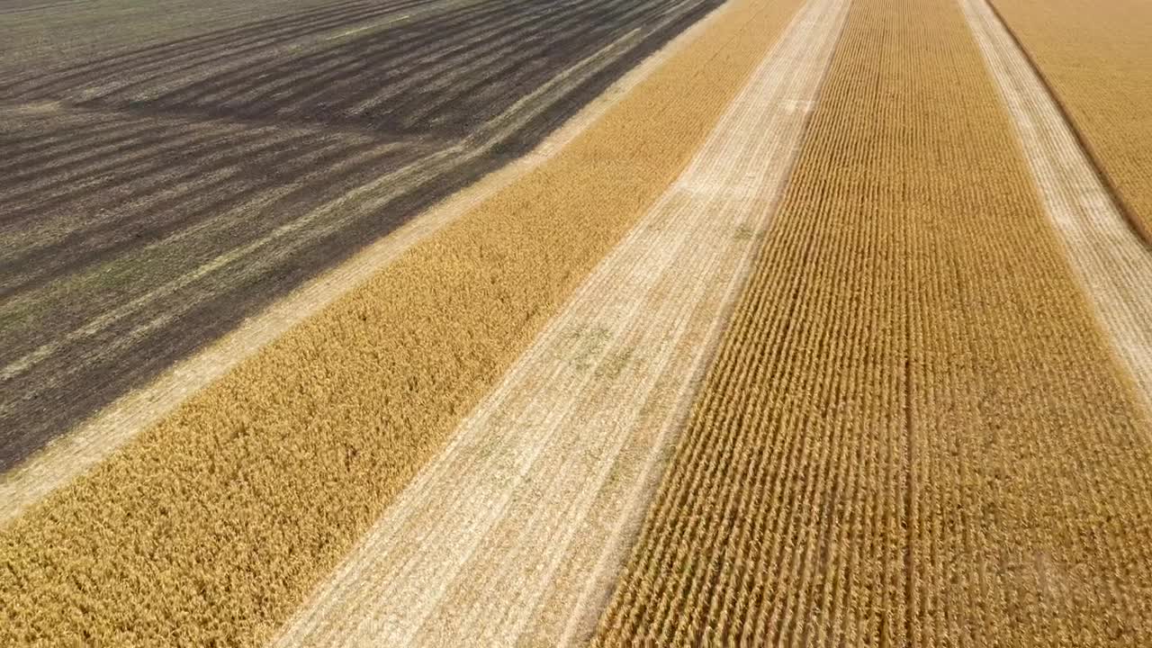 Stock Video Harvesting Large Fields Of Crops With Tractor Animated Wallpaper - Free Download