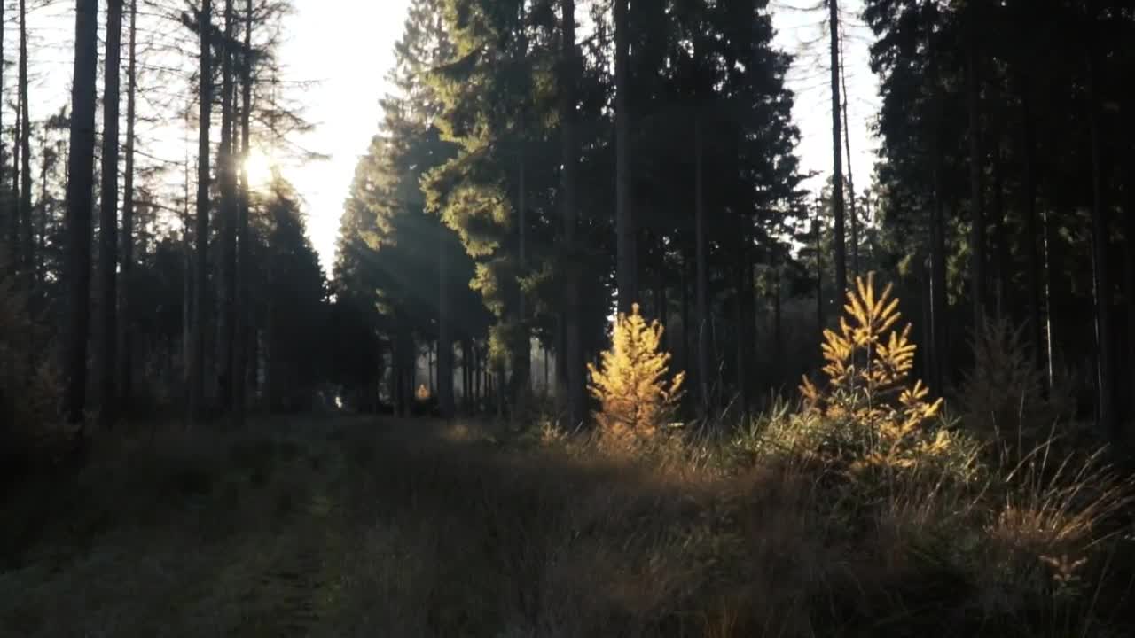 Stock Video Forest Illuminated By The Suns Rays Live Wallpaper For PC - Free Download