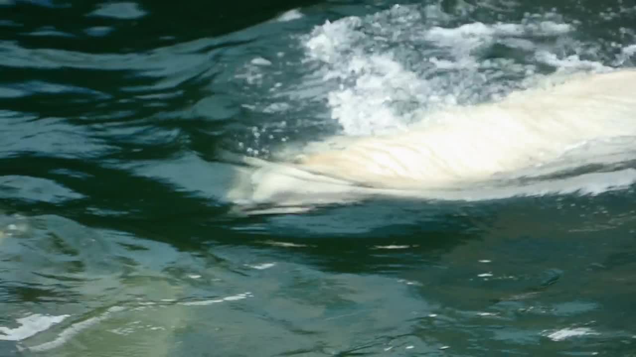 Video Stock Polar Bear Swimming In Cold Water Live Wallpaper Free - Free Download