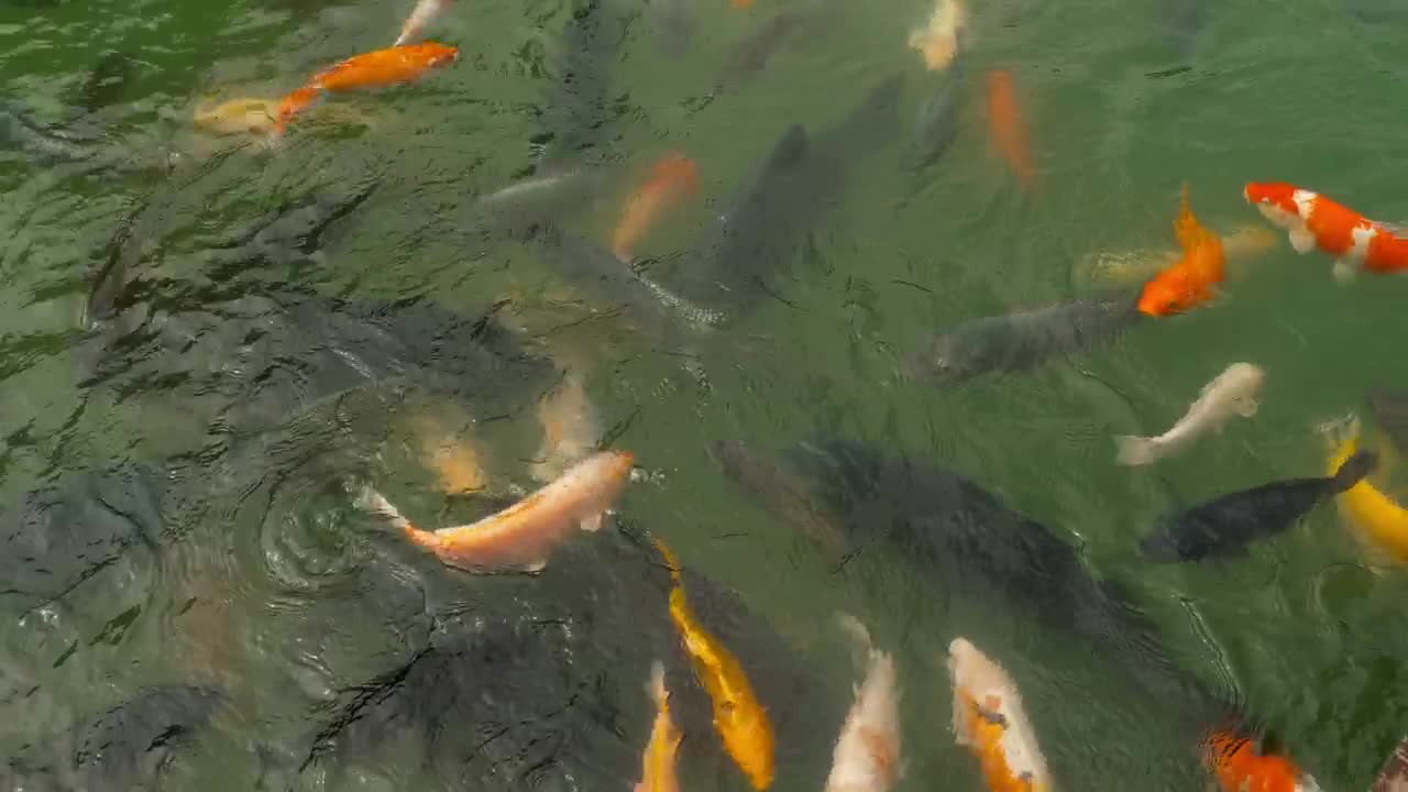 Stock Video Multicolored Koi Fish Swimming In The Pond Live Wallpaper - Free Download