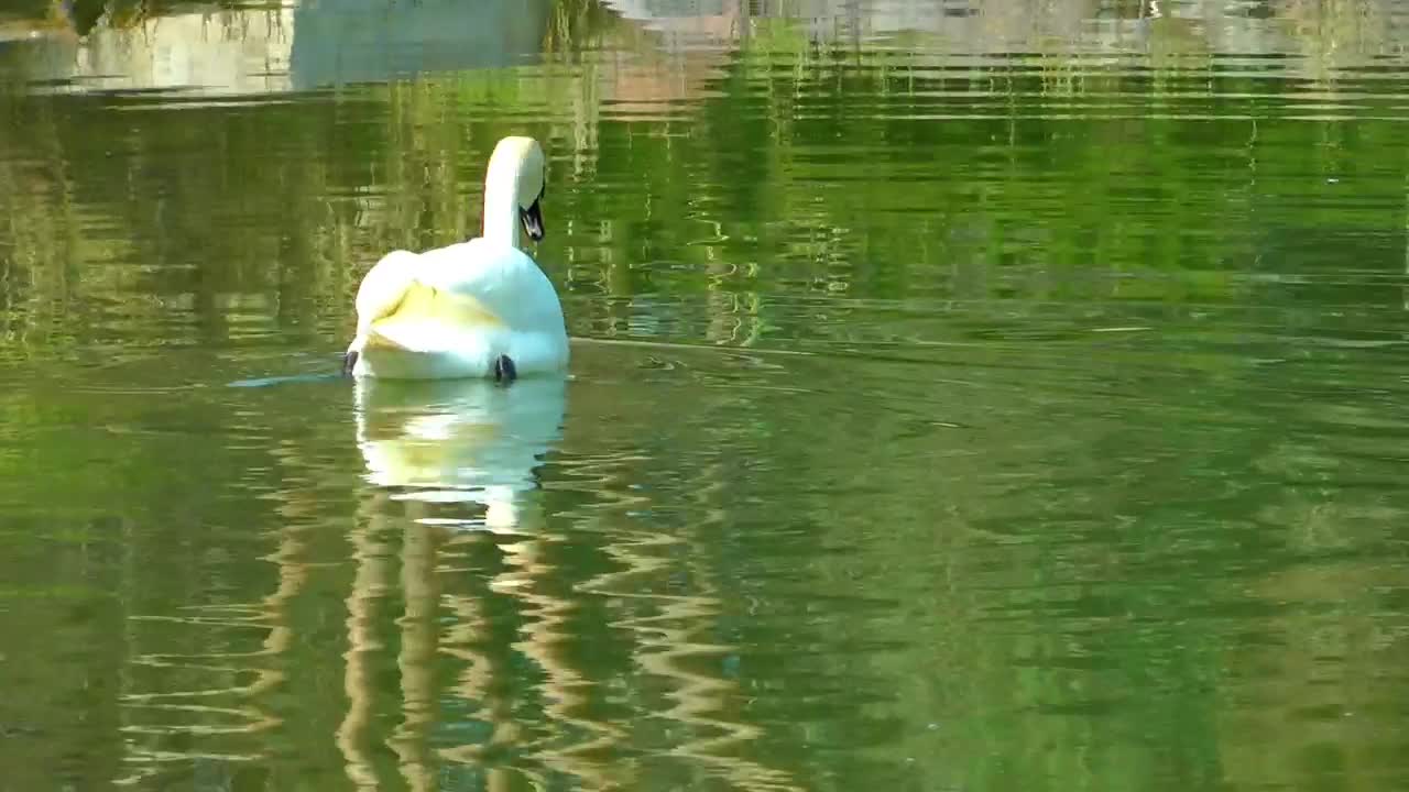 Stock Footage White Swan Taking Water In A Lake Live Wallpaper - Free Download