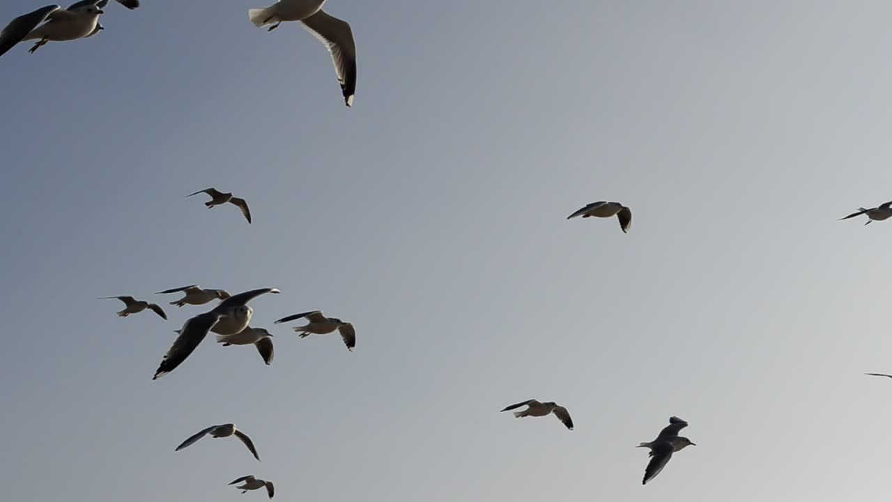Free Stock Video Seagulls Flying Against The Wind Live Wallpaper - Free Download