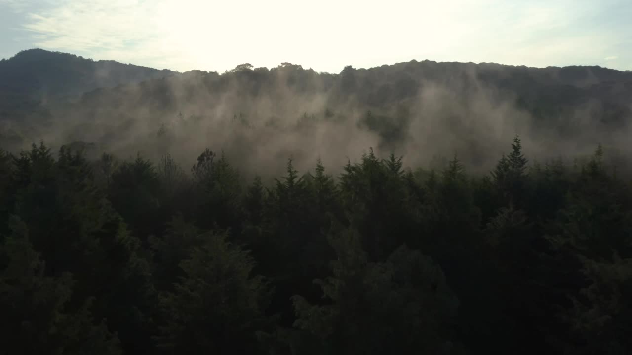 Free Video Stock Slow Aerial Tour Through A Mist Covered Forest Live Wallpaper - Free Download