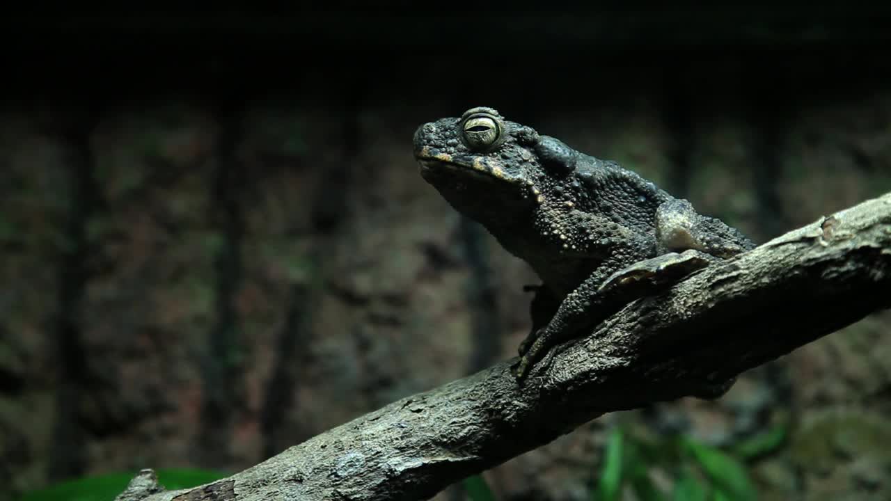 Stock Video Frog Sitting On A Branch Live Wallpaper For PC - Free Download