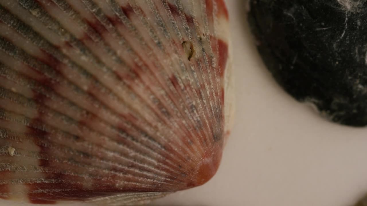 Stock Video Macro Close Up Of Sea Shells Texture Animated Wallpaper - Free Download