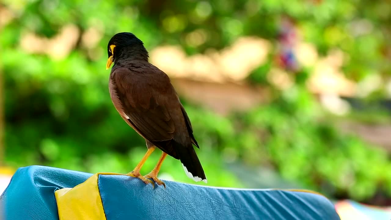 Stock Video Bird Cleaning His Feathers Live Wallpaper For PC - Free Download