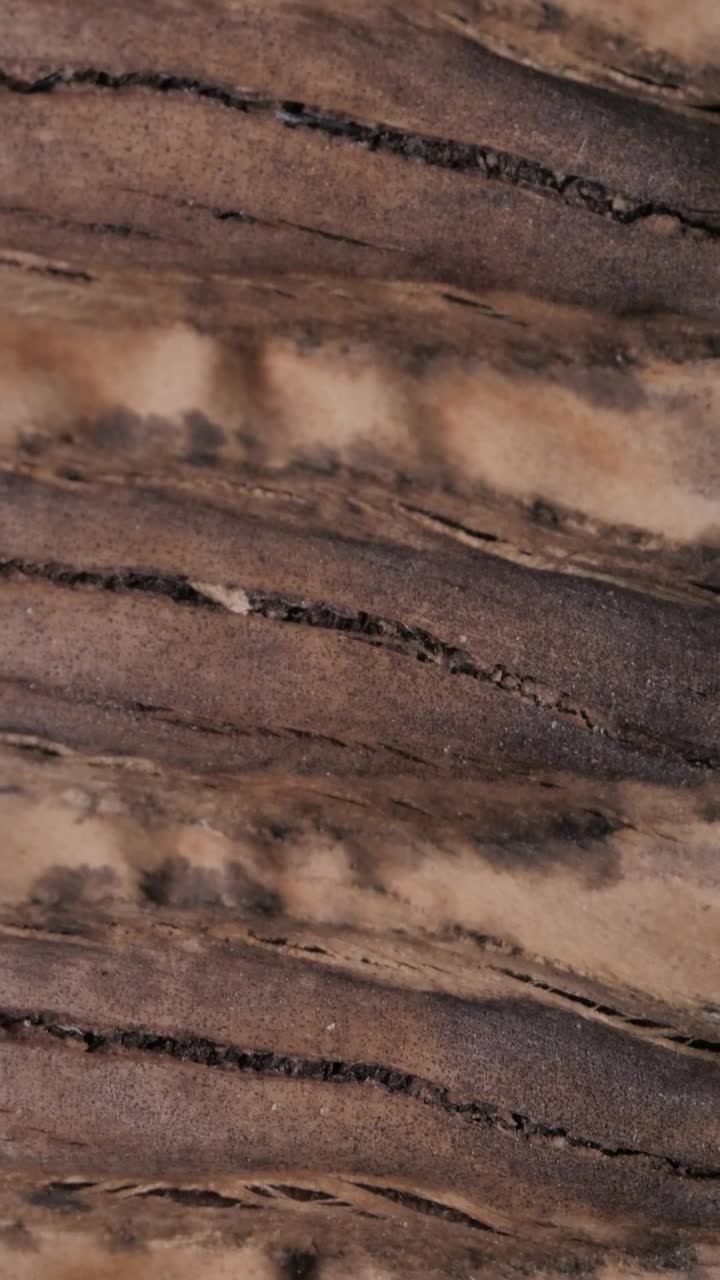 Stock Video Detail View Of The Texture Of A Wooden Board Live Wallpaper For PC - Free Download