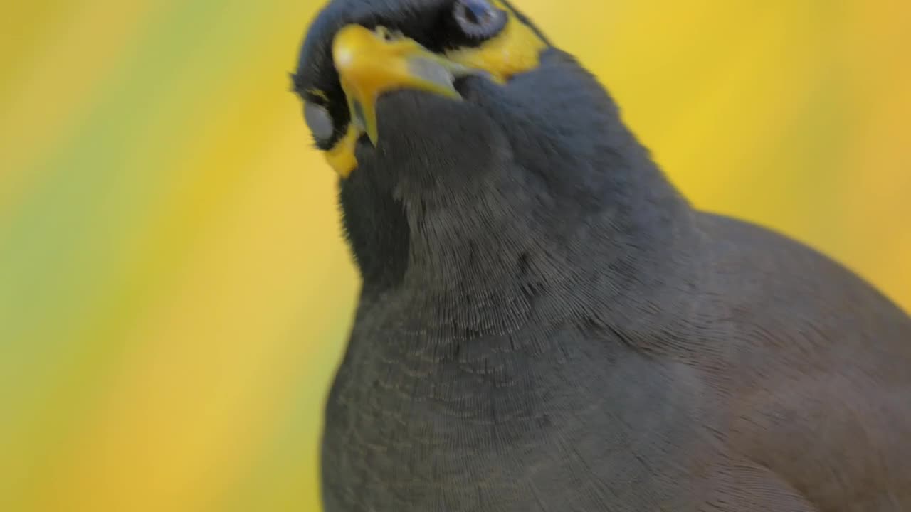 Stock Video Mynah Looking Around Live Wallpaper - Free Download