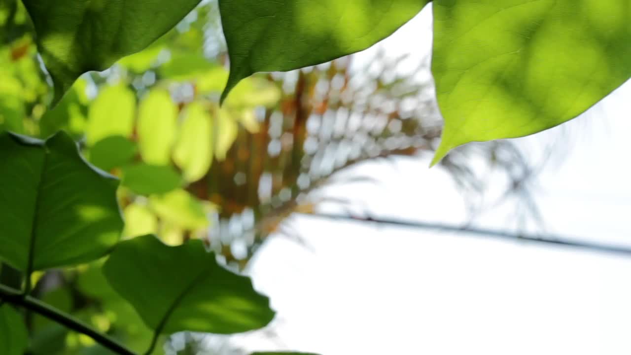 Stock Video Green Leaves And Tall Ferns Live Wallpaper For PC - Free Download