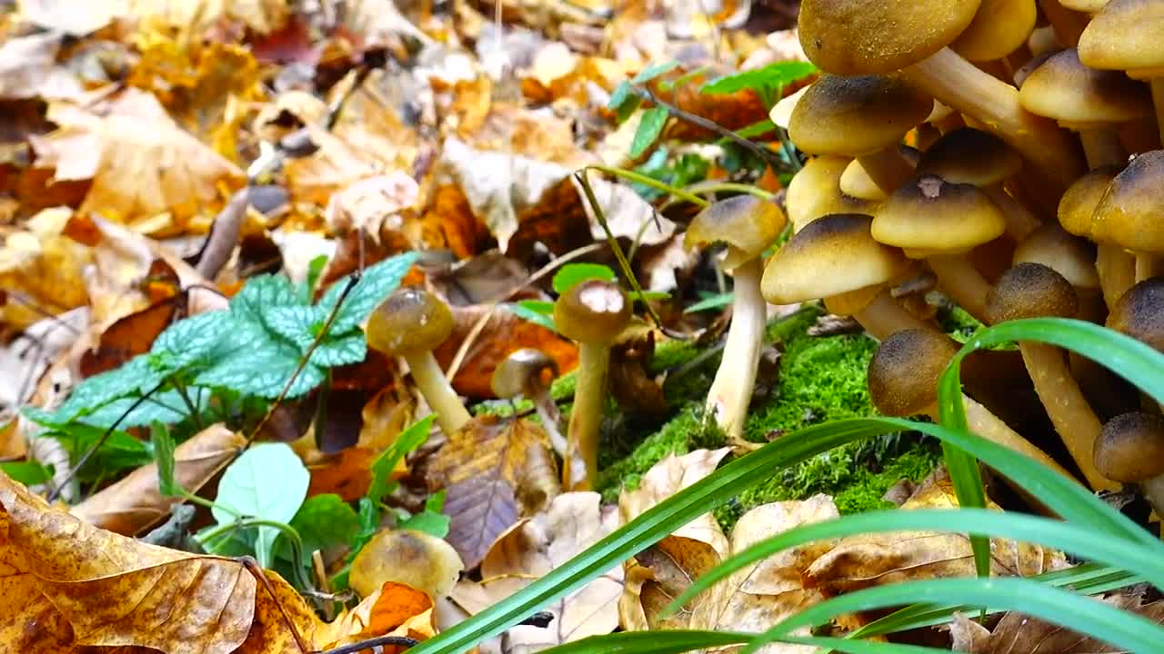 Stock Video Honey Fungus Growing On The Floor Animated Wallpaper - Free Download