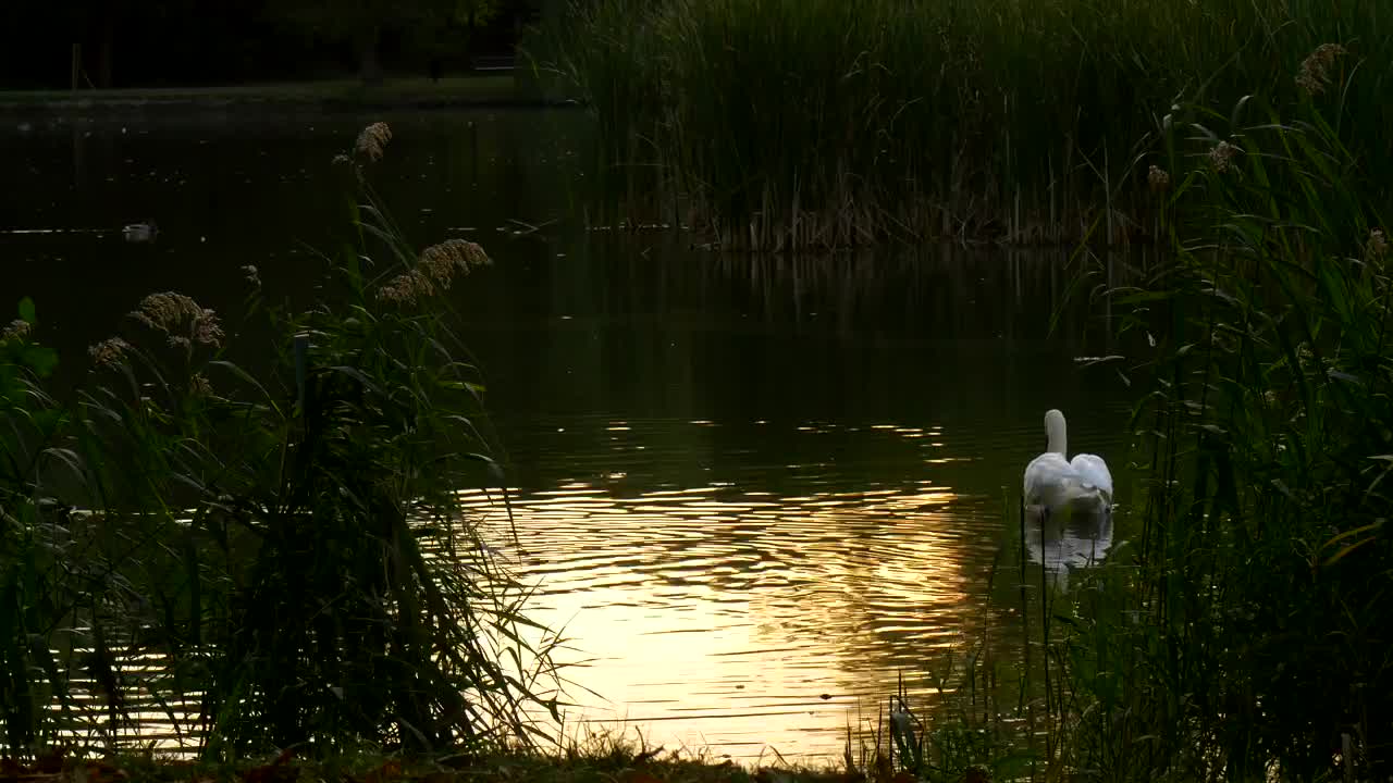 Free Video Stock swan slowly swimming across a lake Live Wallpaper - Free Download
