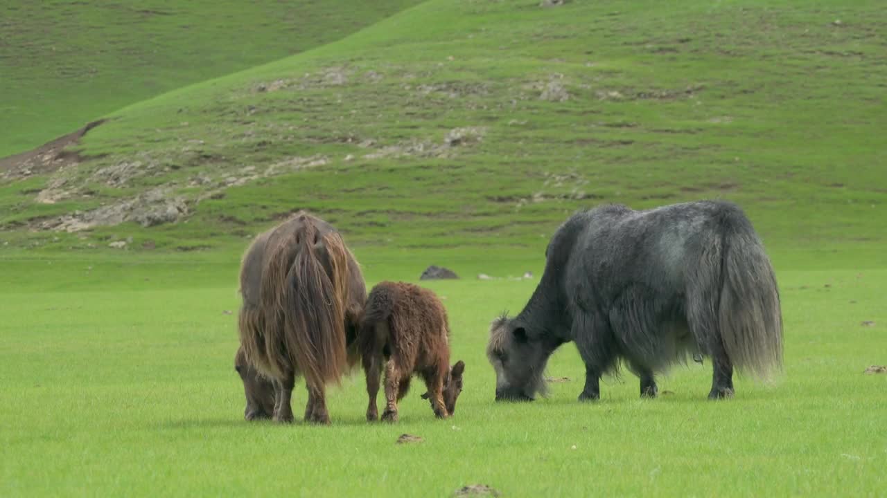 Stock Video Gray And Brown Yaks Grazing In The Grassland Live Wallpaper For PC - Free Download
