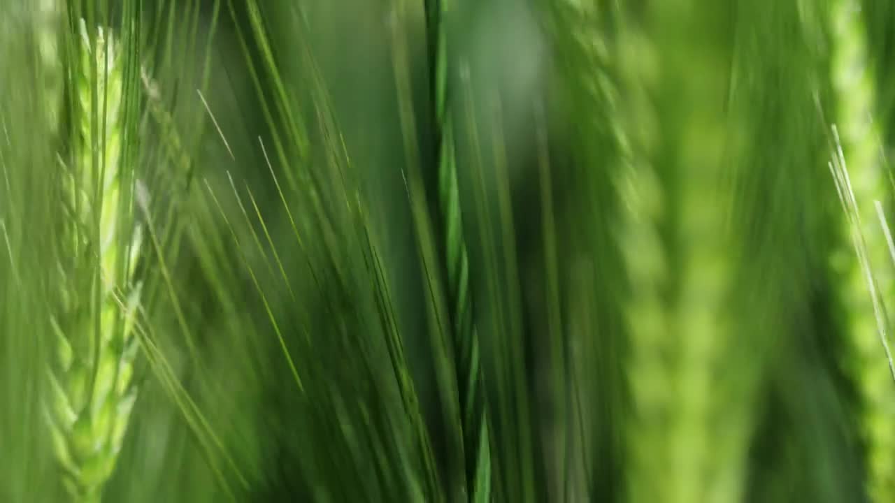 Stock Footage Wheat Moving In The Breeze Live Wallpaper - Free Download