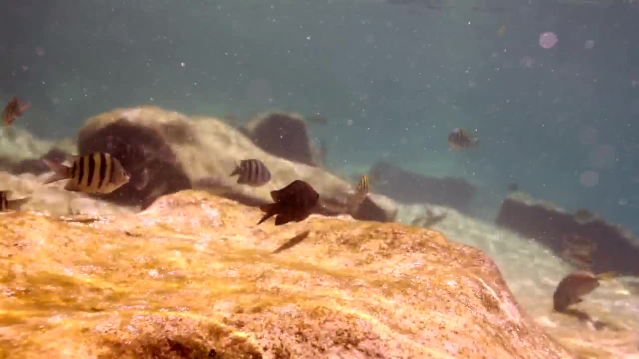 Stock Video Fish Swimming On A Reef Near A Rock Live Wallpaper For PC - Free Download