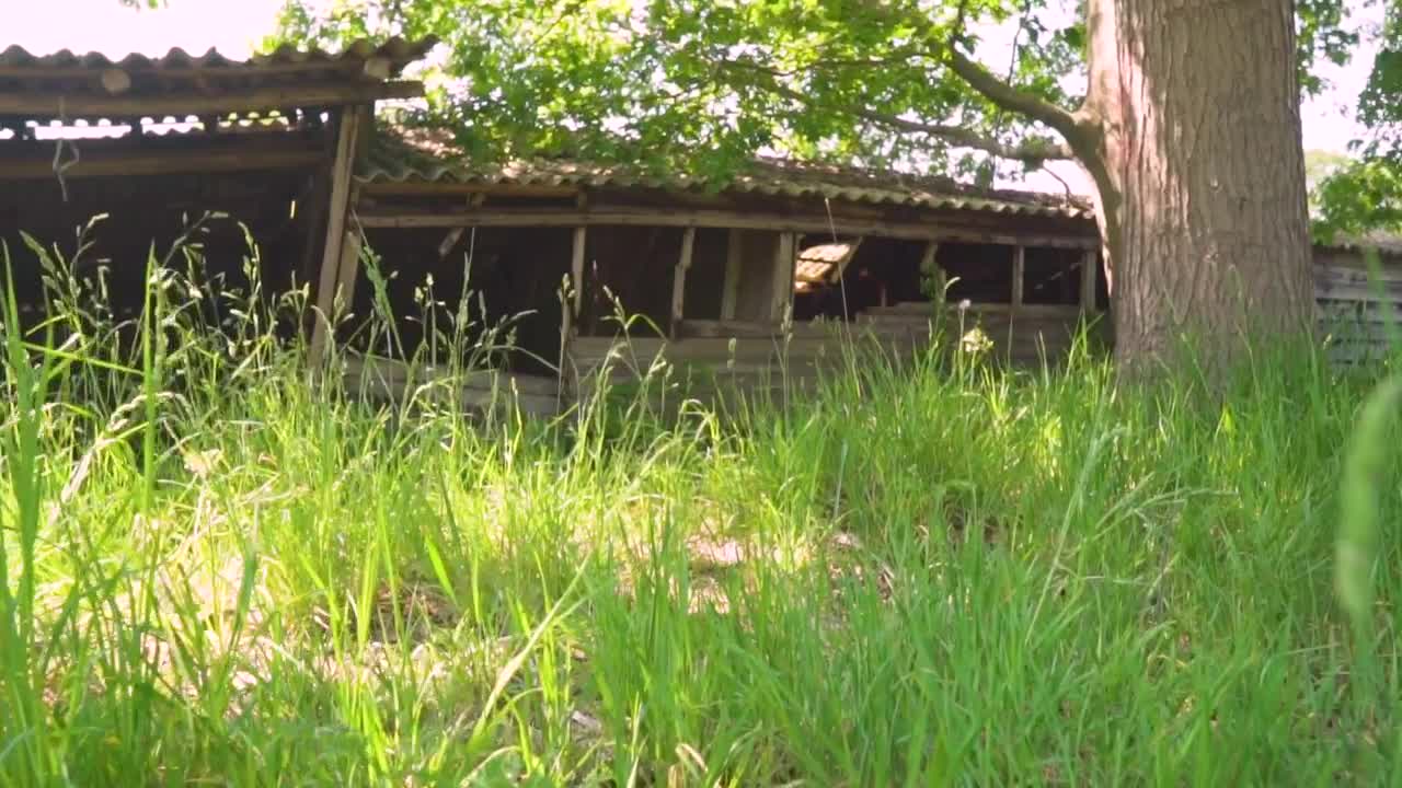 Stock Video Old Abandoned And Destroyed Cabin In The Undergrowth Live Wallpaper - Free Download