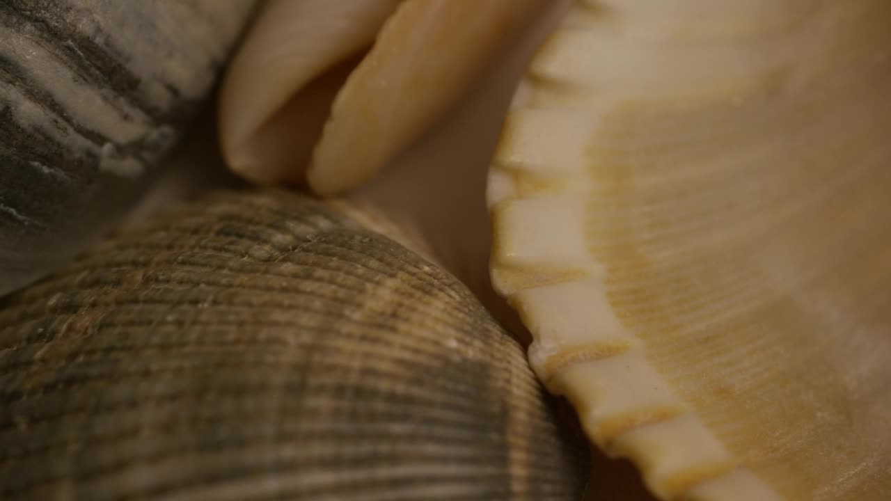 Stock Video Macro Close Up Of Sea Shells Animated Wallpaper - Free Download