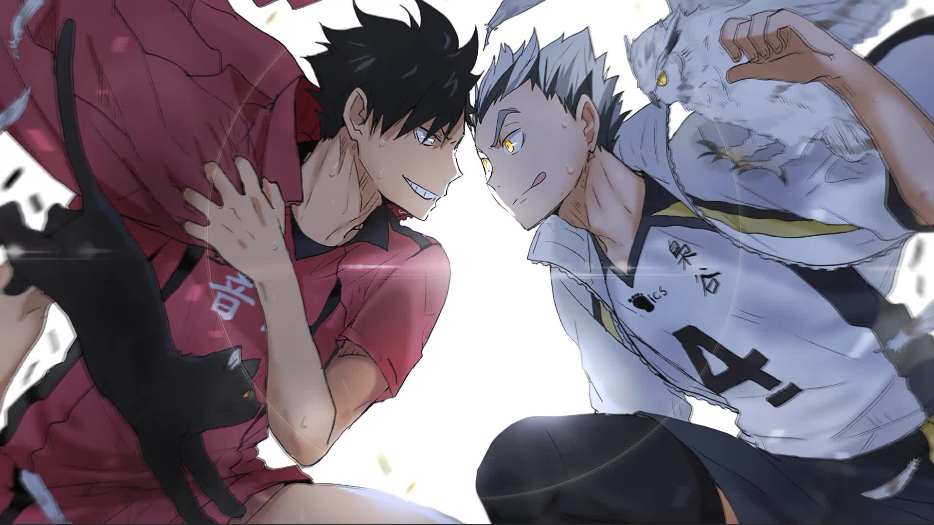 Kuro And Bokuto - Haikyuu!! Anime Live Wallpaper - Free Download