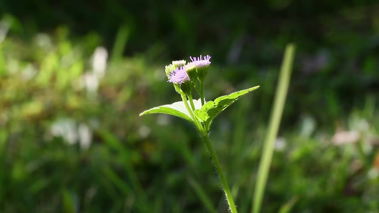 Free Video Stock tall purple flower Live Wallpaper - Free Download