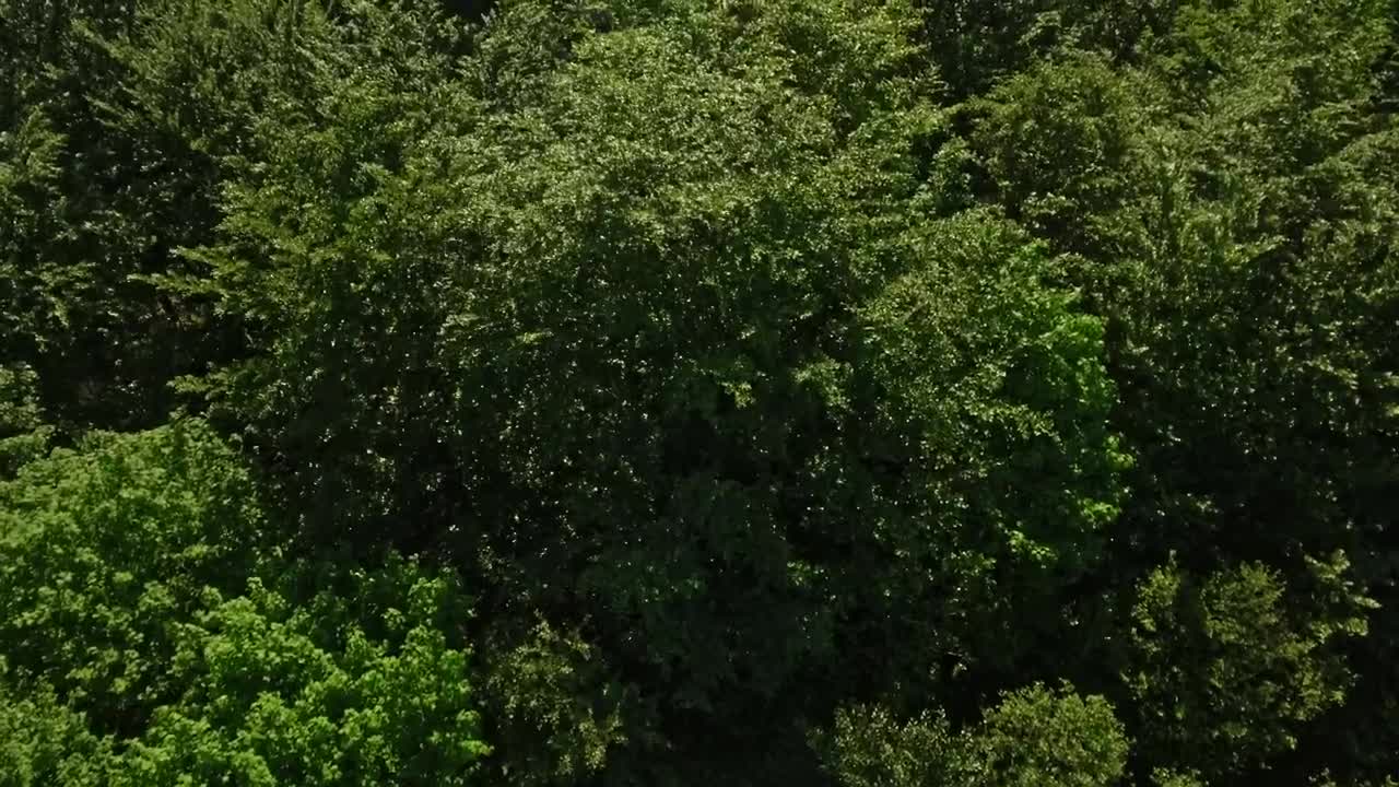 Stock Video Drone Flying Over The Tops Of Trees Live Wallpaper For PC - Free Download