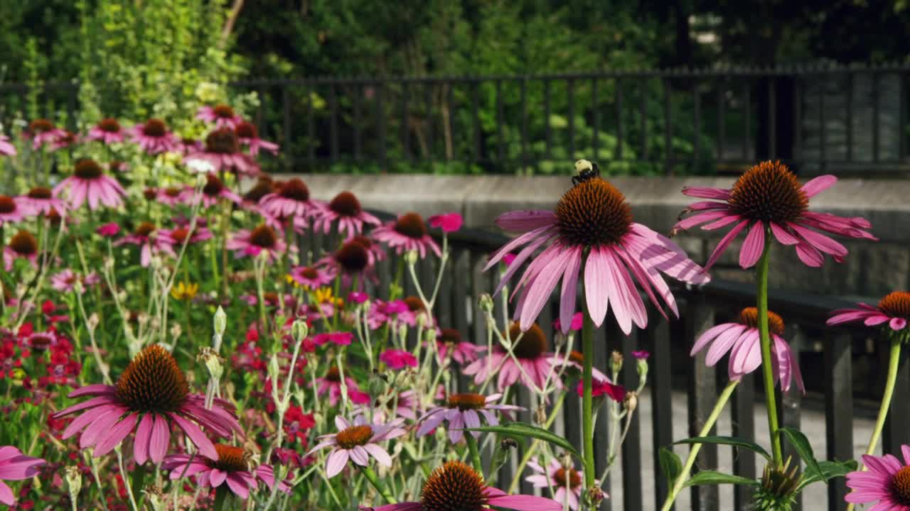 Stock Video Bees Moving Between Wild Plants Live Wallpaper For PC - Free Download