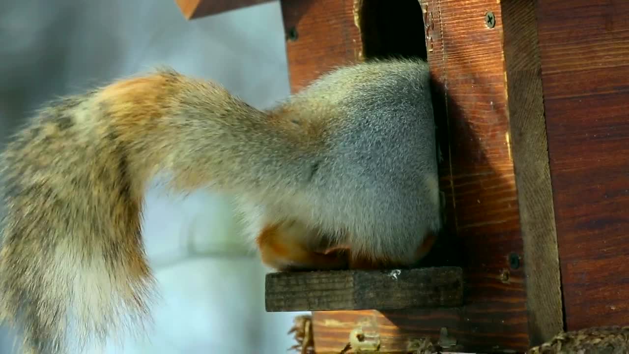 Video Stock Playful Squirrel Eating Live Wallpaper Free - Free Download