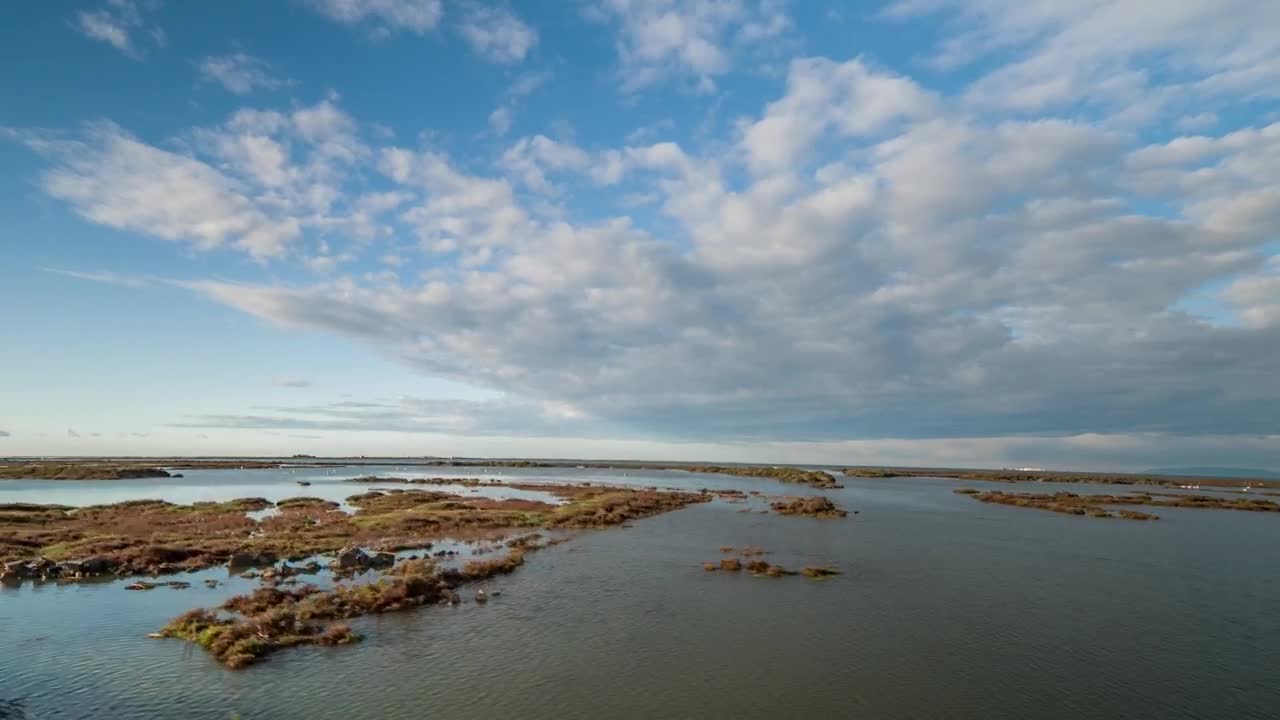 Free Stock Video Shot From An All Terrain Vehicle In The Swamp Live Wallpaper - Free Download