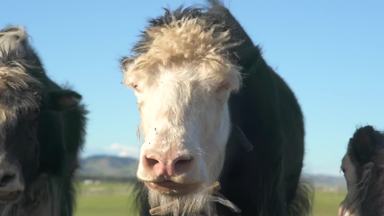 Stock Video Furry Cow And Cub Eating In The Valley Live Wallpaper For PC - Free Download