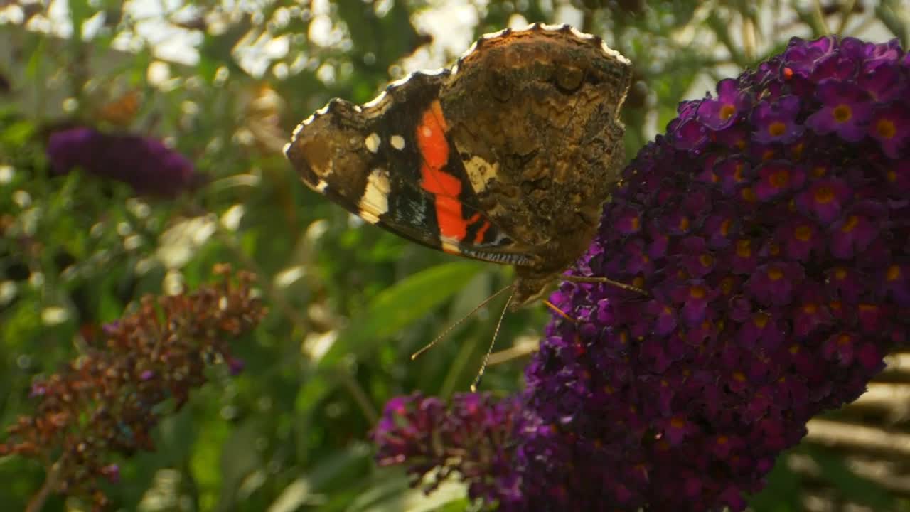 Video Stock Butterfly With Dark Patterns Live Wallpaper For PC - Free Download
