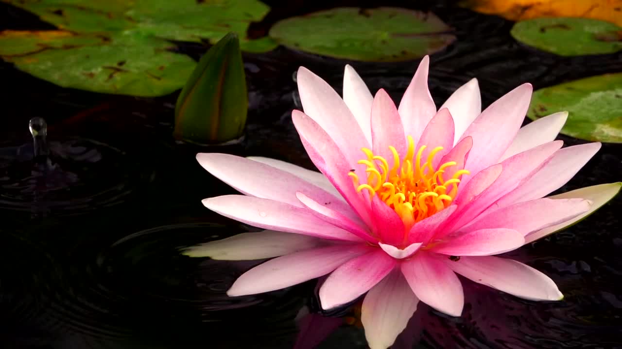 Video Stock Pink Lotus Flower In A Lake Close Up Live Wallpaper Free - Free Download