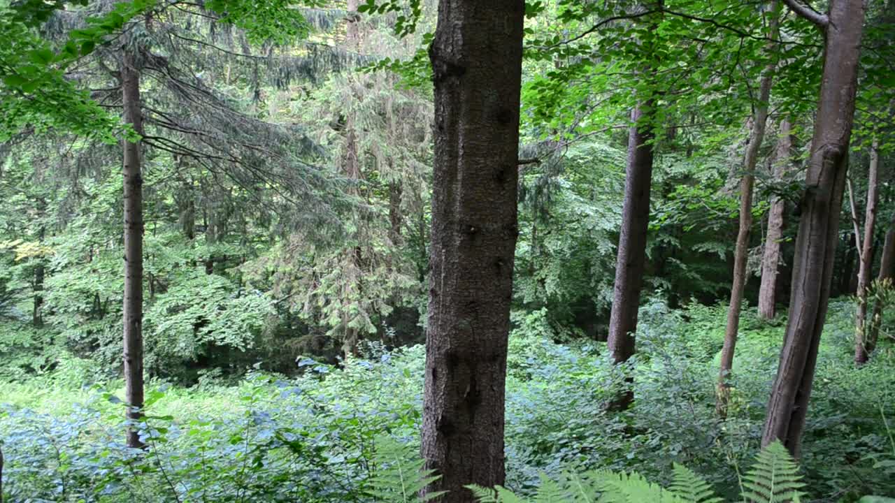 Video Stock Pines After The Rain Live Wallpaper Free - Free Download