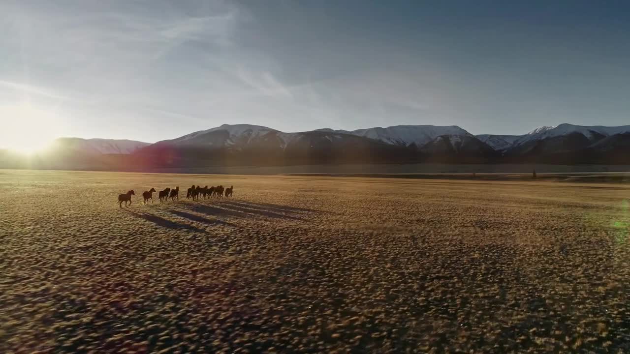 Free Stock Video Wild Horses Running In The Meadow Full Aerial Shot Live Wallpaper - Free Download