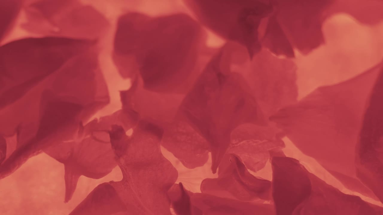 Video Stock Red Petals On An Orange Background Live Wallpaper Free - Free Download